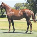 Snitzel filly a star for Perth Magic Millions